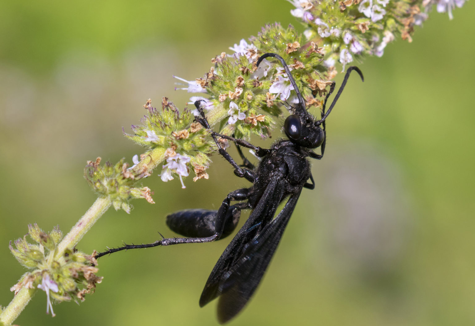 wasps